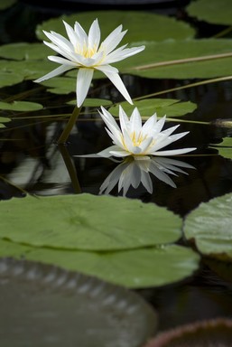 Adam Baines;Water Lily;The Wintergardens Auckland waiting for te wisteria to blossom