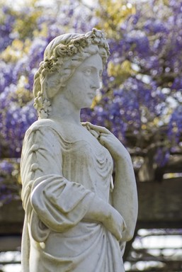 Adam Baines;The Statue Named Spring ;Shot for a week at the Wintergardens Auckland waiting for the wisteria to blossom