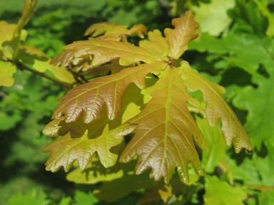 Lorna Affleck;New Oak leaf;Taken in Cornwall Park