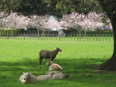 Lorna Affleck;sheep and blossom; on a walk through Cornwall Park