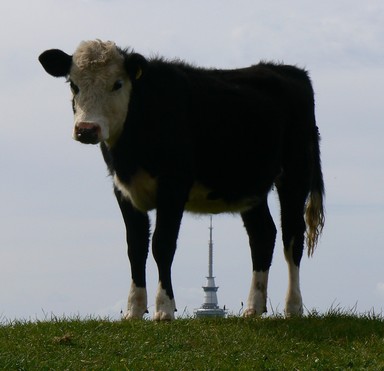 Paul Kearney;OUCH;Spring on top of Mt Eden, there's an injection coming your way, mooove