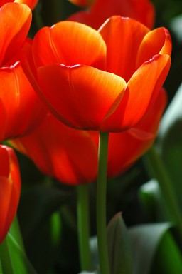 Andrew Brodie;Red Tulips;Taken in Auckland Domain 2008