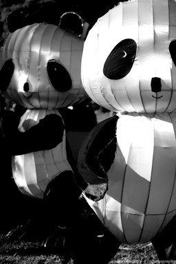 Tino Quirino;FollowMe;took this at the lantern festival in albert park. this was one of the lantern displays   a group of playful pandas