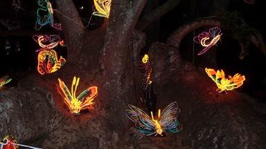 Jude Yerex;Butterflies At Play;Lantern Festival Albert Park Auckland