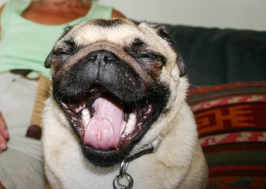 JERRY ZINN;Bella having a laugh; This is a very comical little pug!