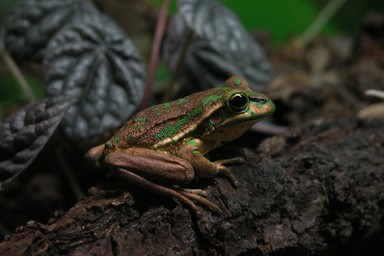 Claire Marshall;Green Tree Frog <Litoria Aurea>;Taken at Butterfly Creek
