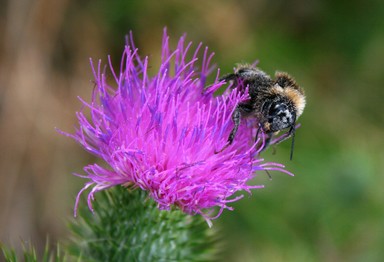 Lisette Lewis;Bee On A Thistle;This bee was completely absorbed in the flower, spending more than 10 minutes browsing over the flower.