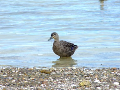 Duck At Shelly Beach, Waiheke Is.