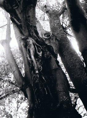 Zane Beasley;Twisted;Picture of tree in Albert Park