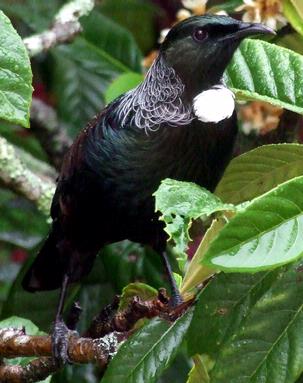 Lisa Fowler;Posing Tui;This was taken outside my kitchen window, after he'd eaten a locoid or two.