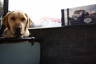  unitec bus - an owner and her dog sitting on the bus. the dog must have been a dog in training at unitec.