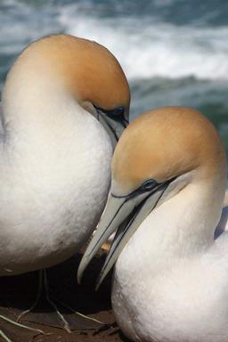  Taken from the gannet habitat, Muriwai Beach
