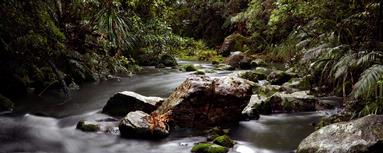  West Auckland. Native Bush Stream.