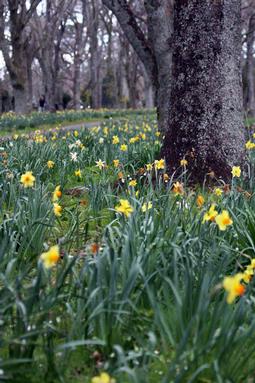 Erin Currie; Spring; Daffodils in Cornwall Park