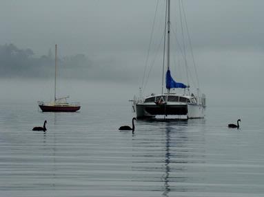 Hannah Andersen; Fog; Taken at Herne Bay Beach, swans glide in the water through the fog