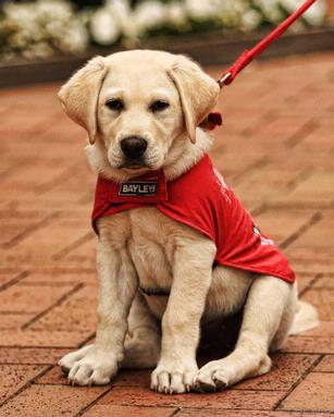 Brent Neighbour; Guide Dog Puppy; Puppy in training, Howick
