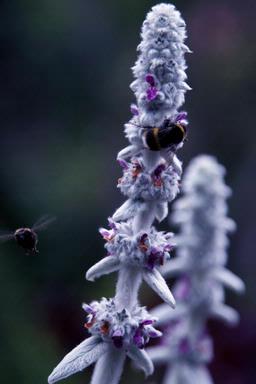  Taken in Eden Gardens in Auckland. 2 bees on a soft lavender flower.