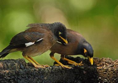 Steve Harper; This is how it's done; Mother Mynah and chick at Cornwall Park watering hole