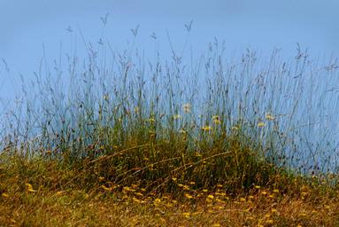 Steve Harper; Grasses in multiple; Cornwall Park