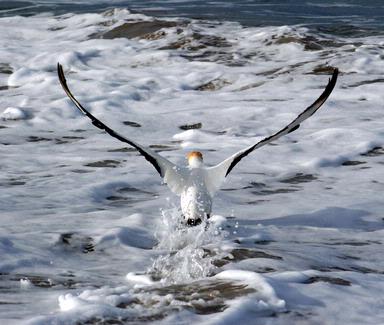 Nikolai Vakhroushev; Rising from Foam; Gannets at Tawharanui beach