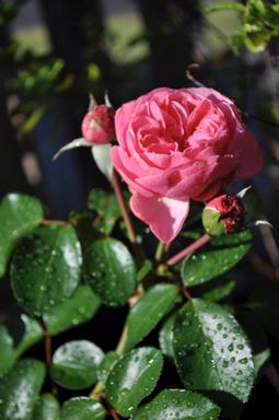 iwan;Pink Rose