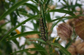 kari;A Caterpillar of a Mornach butterfly; Is it the season of Caterpillars?