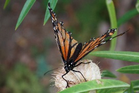 kari;Monarch Butterfly in Kohimarama;A butterfly is like a flying flower, it makes world more beautiful.