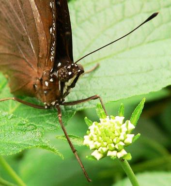 Jennifer Olberts;Starry Eyed;Butterfly at Butterfly Creek near the airport =)