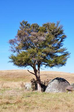 Charlotte Balbanida;lone tree in the midst of nowhere;shot at Tongariro River Walkway
