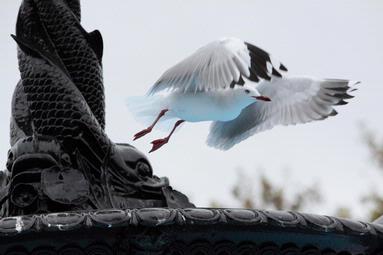 Franco Li; Seagull by Franco Li; Seagull flying across water fountain in Albert Park