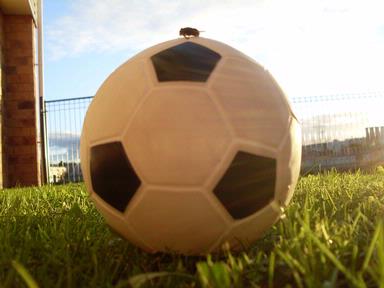 Frenie Parlas; Flies Love football too!; This photo was taken in our lawn.