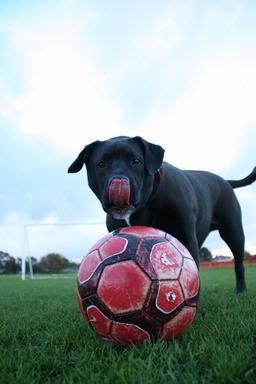 Jonathan Bixley; Dogs Play Football too; Te Atatu Peninsula
