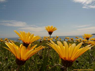 Archana;Yellow Daisies;Captured this shot @ Onetangi Beach, Waiheke Island