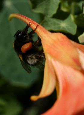 Judy Klaus; Bumblebee on nasturtium at Waiheke home; Caught this shot while ambling around my garden with Canon 400D.