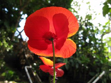 Ren Chinnamunian; Morning poppy; Beautiful light through a poppy in my garden in the morning