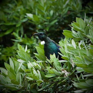 Mark Grieve; Tiri Tui; On Tiritiri Matangi