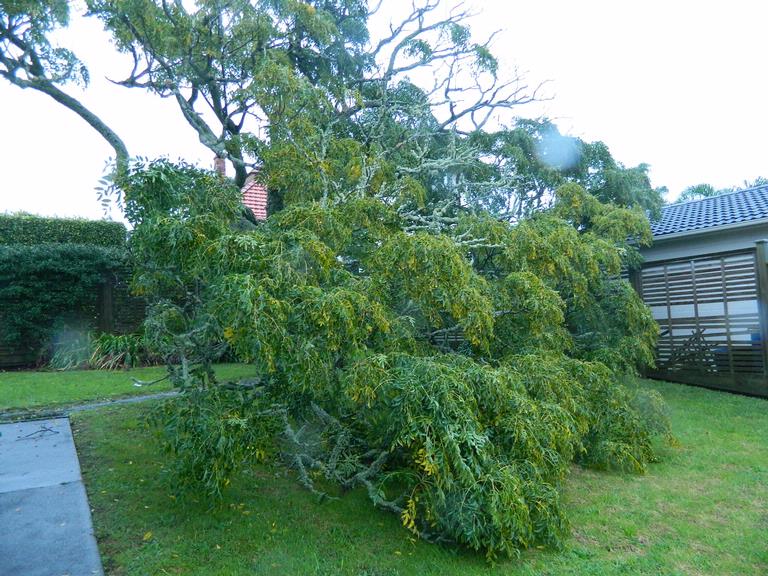 JD;Tree down after the storm