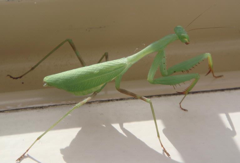 Grasshopper enjoying the sun on the window