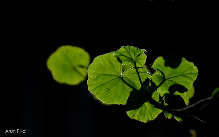 Arun Sarasakshan Pillai; Photosynthesis..; Leaves glowing in the morning sun,taken from the home garden