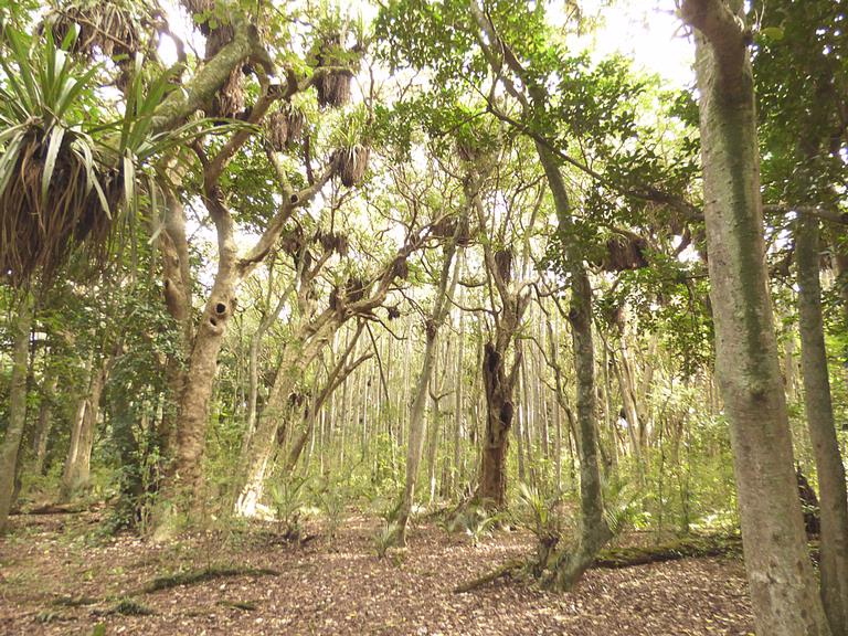 Kerri Walker;Enchanted forest;Smiths Bush North Shore