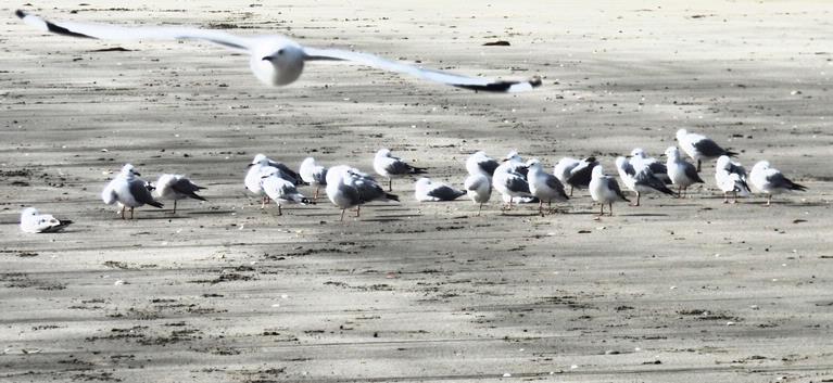 Kerri Walker;gulls gather;Army Bay