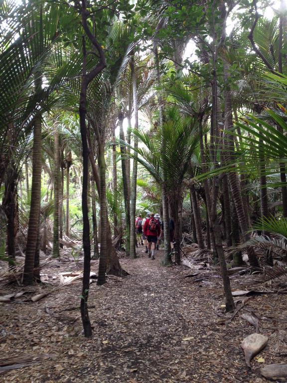 Lianne Blakemore; Bush Walk 2