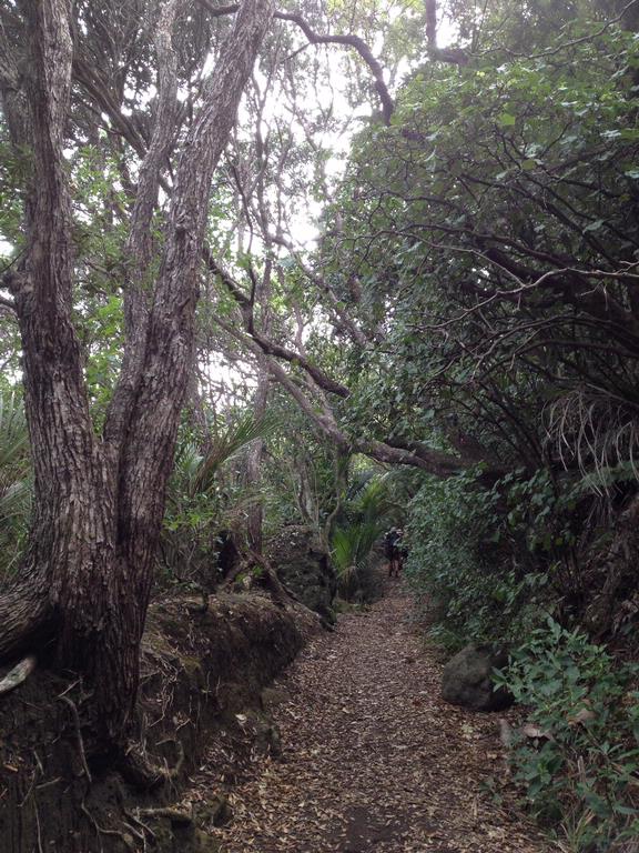 Lianne Blakemore;Bush Walk 3