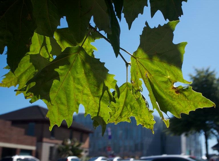 Paul Craze; Leaves