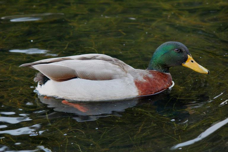 Strett Nicolson; Close Encounter; No tail feathers after possible encounter with bird shot on day one of the hunting season. Botanical Gardens Alfriston