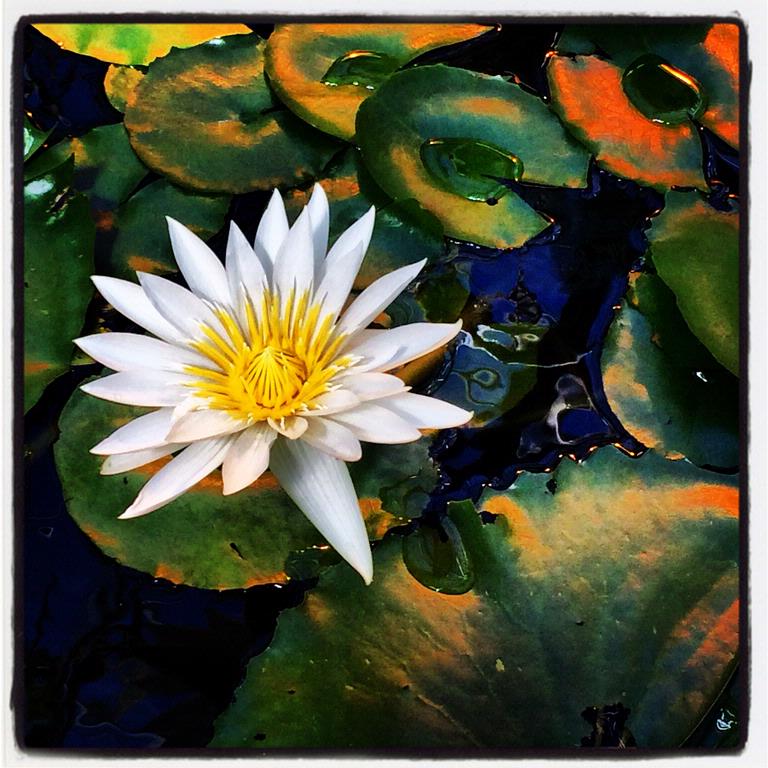 Tisha Carter; lily pads; at the wintergarden