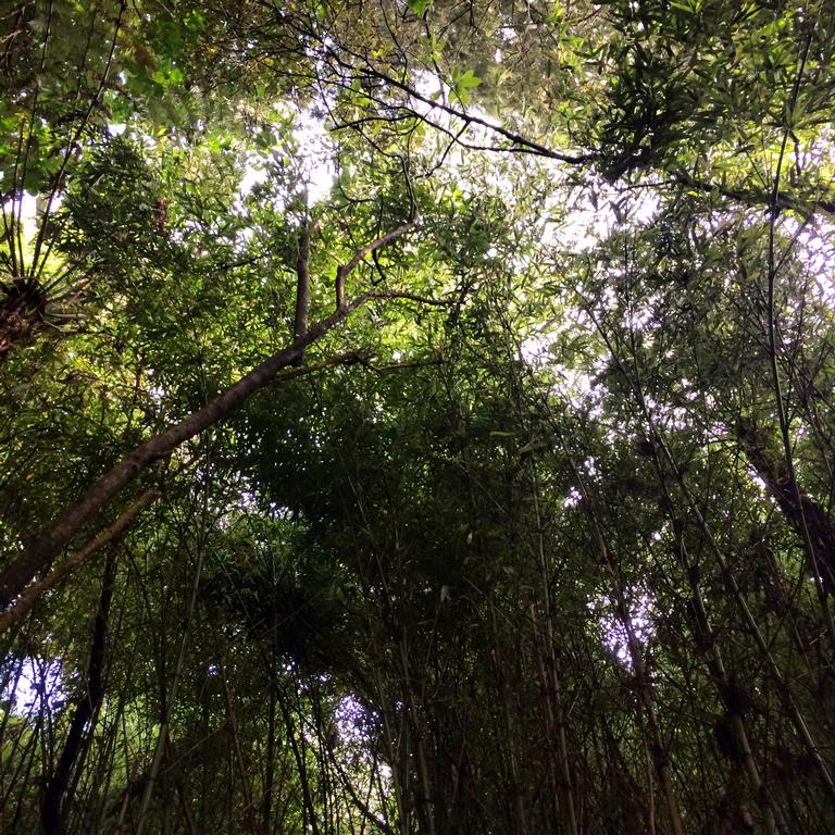 Tisha Carter; trees; on the path by my house, Titirangi