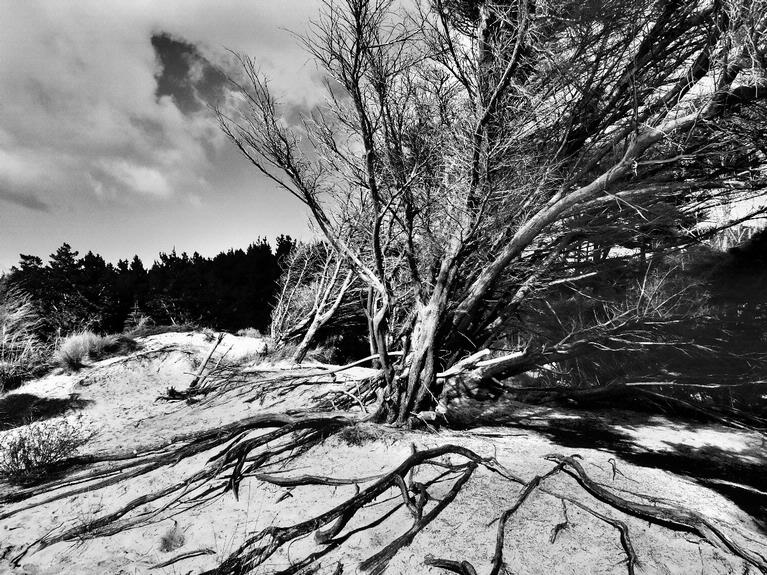 Tony Gibbs;wind blown    surferdpix