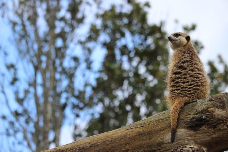 Looking around at Auckland Zoo