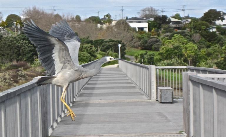  FLY OVER BRIDGE.